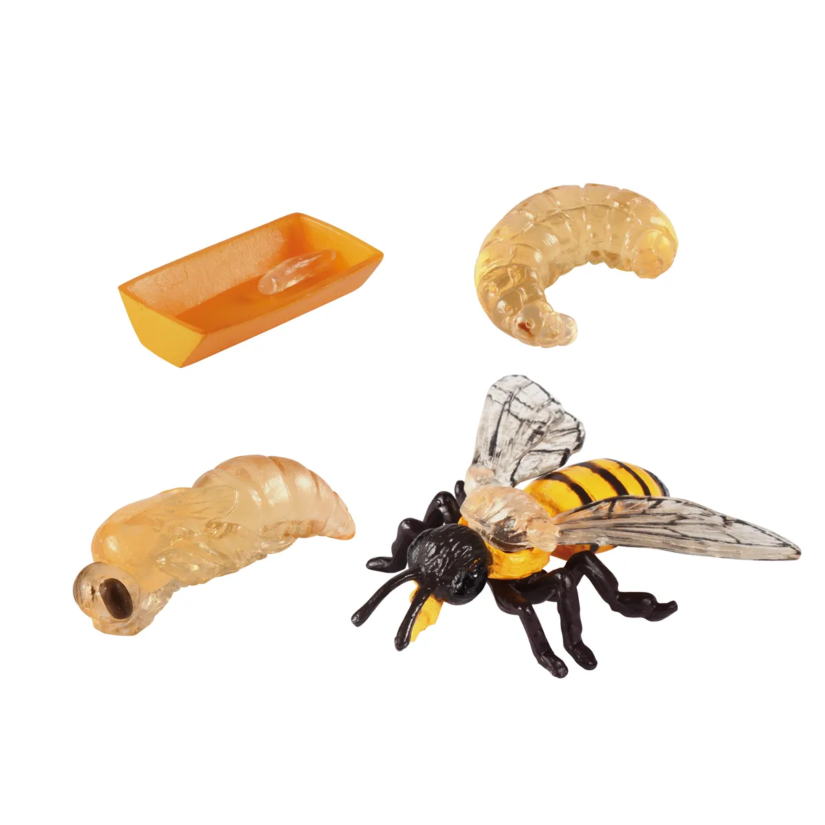 Insekt, Biene, Wespe, Larve, Acryl-Figuren, modellbau, insektenfigur, hornisse, iwert, set-bausatz