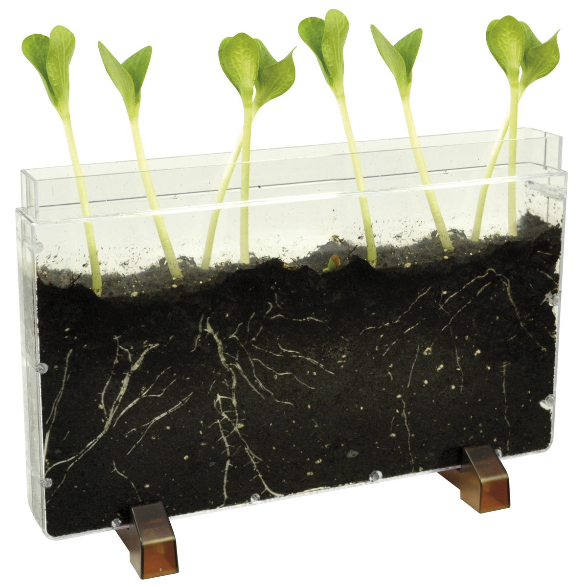 Kressensamen, Sprossbehälter, Pflanzenkeimlinge, Saatkasten, Durchsichtiges Gehäuse