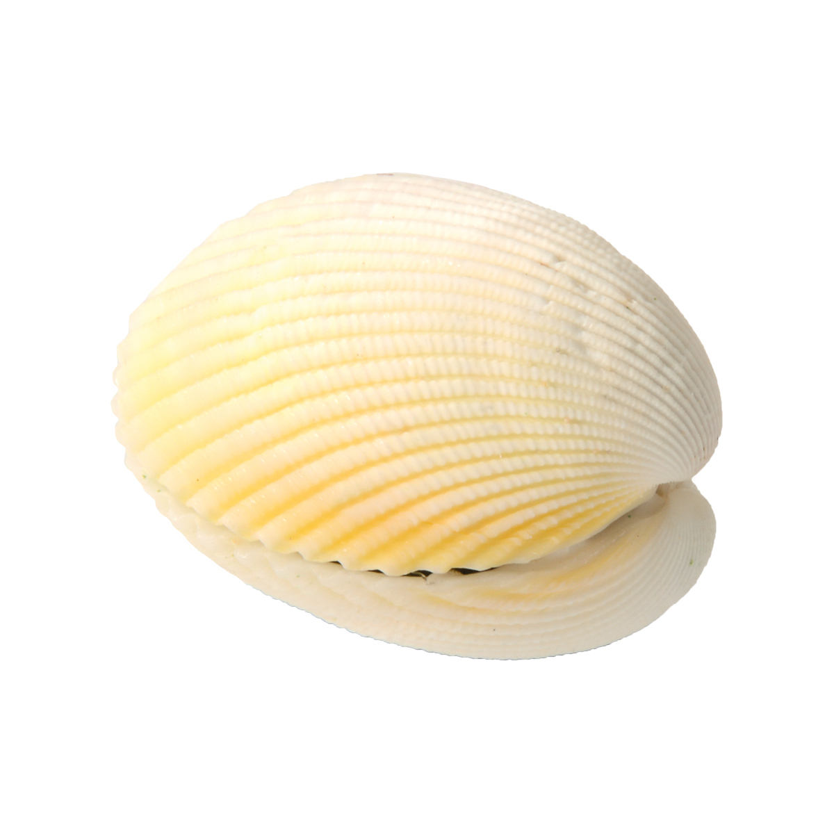 Muschel, Krebs-Muschel, Schale, Küstenmuschel, weiß, Muschel, Schale, Weiß, Rippenstruktur, Kleine Muschel