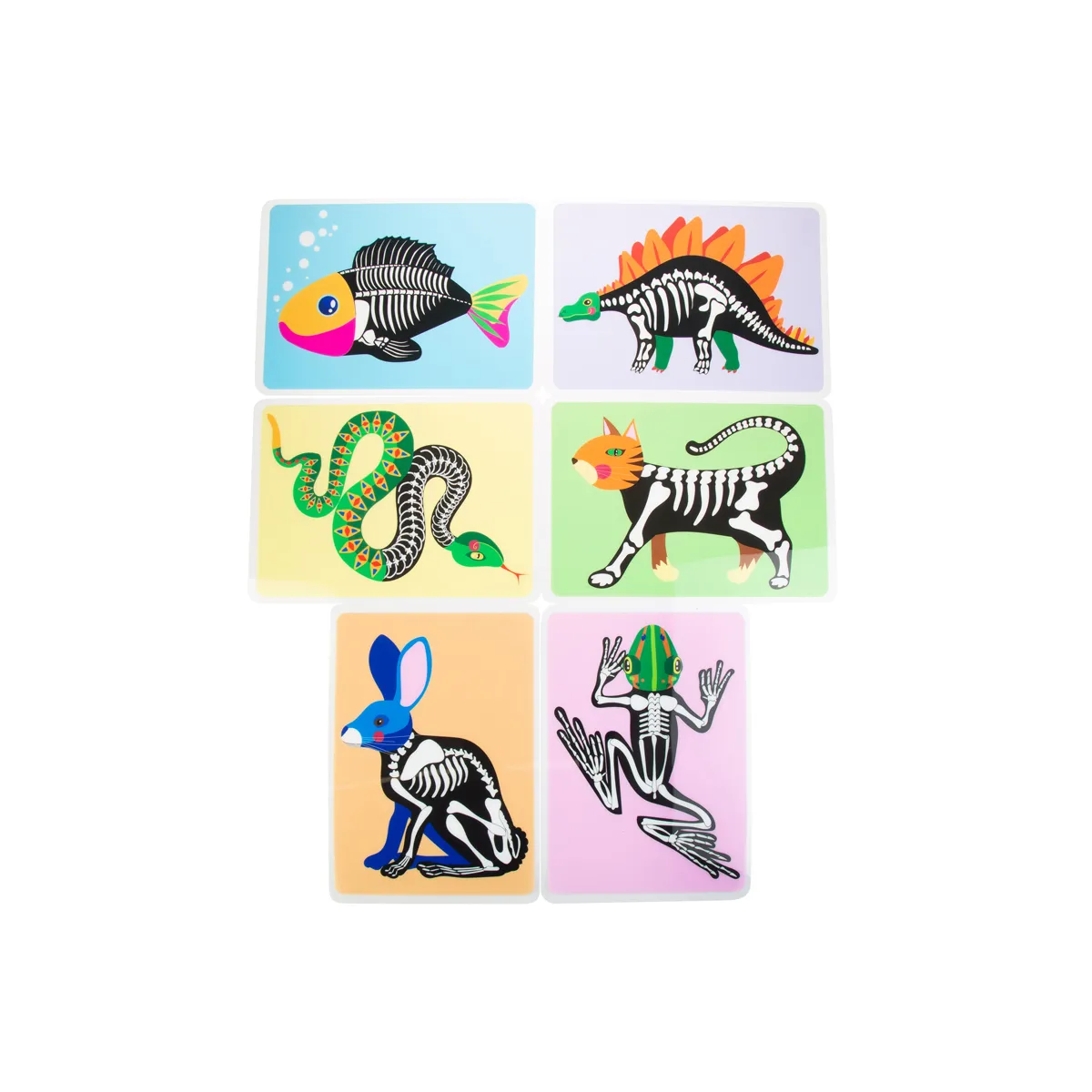 kinderebene, tierillustrationen, tierkarten, skelett, buntes design, Tierkartenspiel, Tierkarten, Skelette, Farbige Karten, Dinosaurier