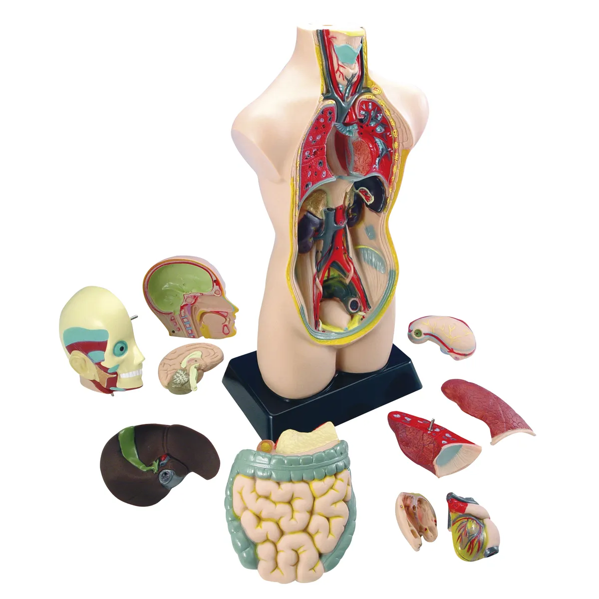 Anatomie Modell, Körperinnereien, Lebendorgane, Ausbildungsmodell, Körperteile, Anatomie-Modell, Körperinnereien, Organe, Schnittmodell, Medizinschülergeschenke