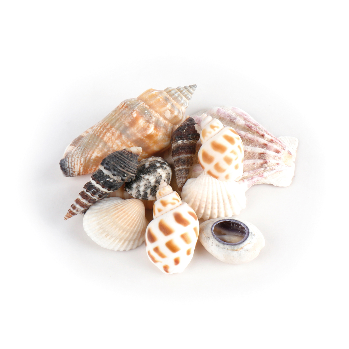 Muscheln, Schale, Kleine Muschel, Meeresfundstücke, Weißbraun Muster, Muschelschalen, Muscheln, Conch, Gastropode, gemusterte Schalen
