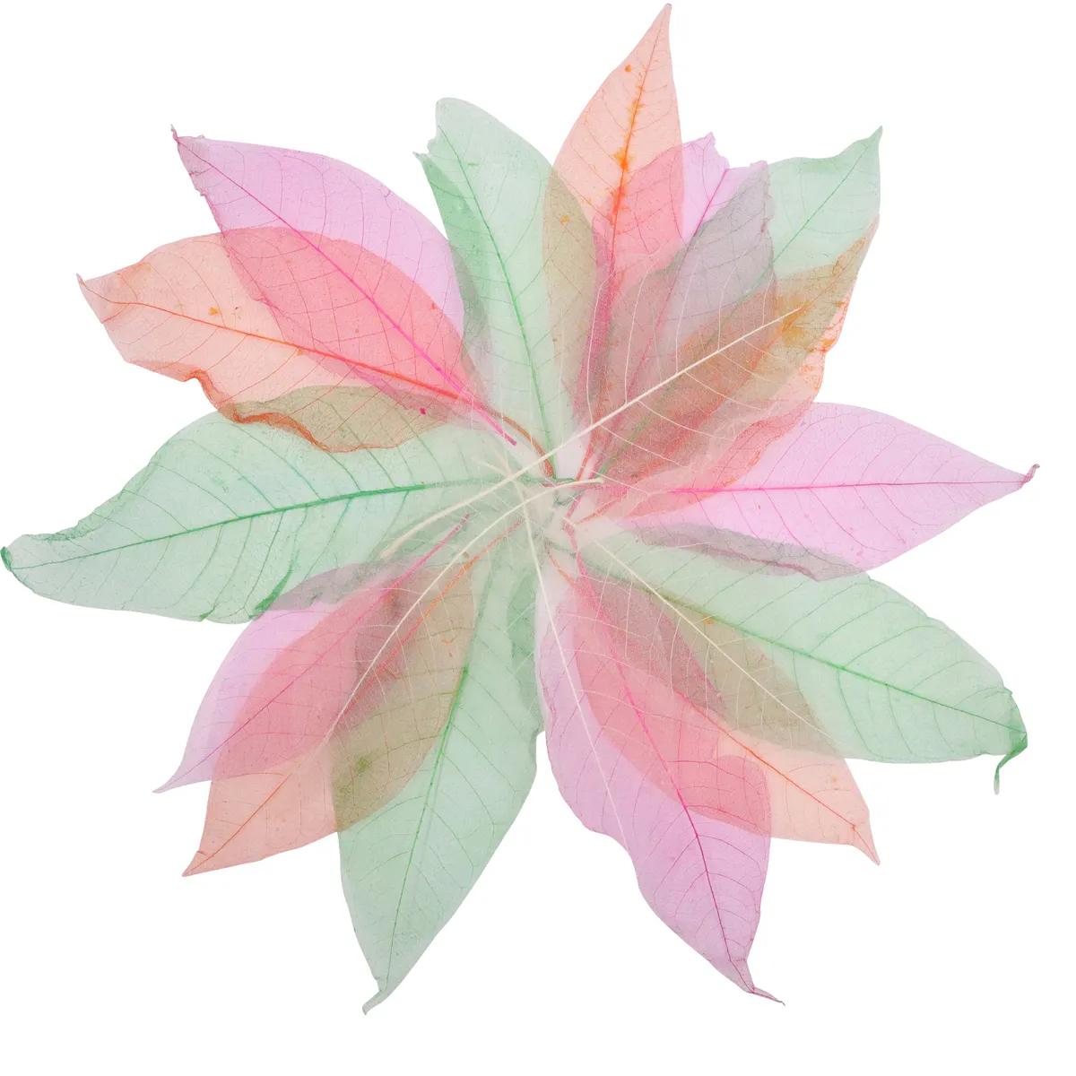 Blatt, bunte Blätter, mehrfarbig, Sommerlaub, Pflanzen-Dekoration, blatt, bunt, vielseitig, pflanzendekoration, farbe