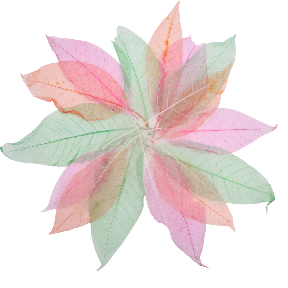 Blatt, bunte Blätter, mehrfarbig, Sommerlaub, Pflanzen-Dekoration, blatt, bunt, vielseitig, pflanzendekoration, farbe