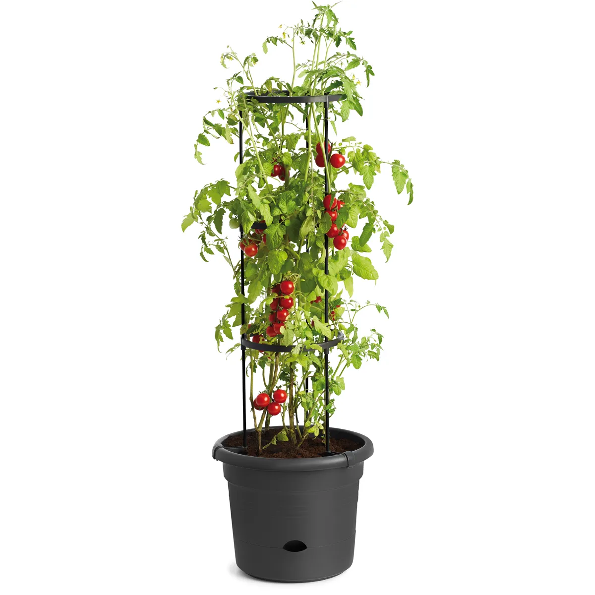Tomatenpflanze, Tomatenschnitt, Rankhilfe, Topfpflanze, rote Tomaten, Tomatenpflanze, Topfpflanze, Tomaten-Kletterhilfe, rote Tomaten, Gartenpflanze