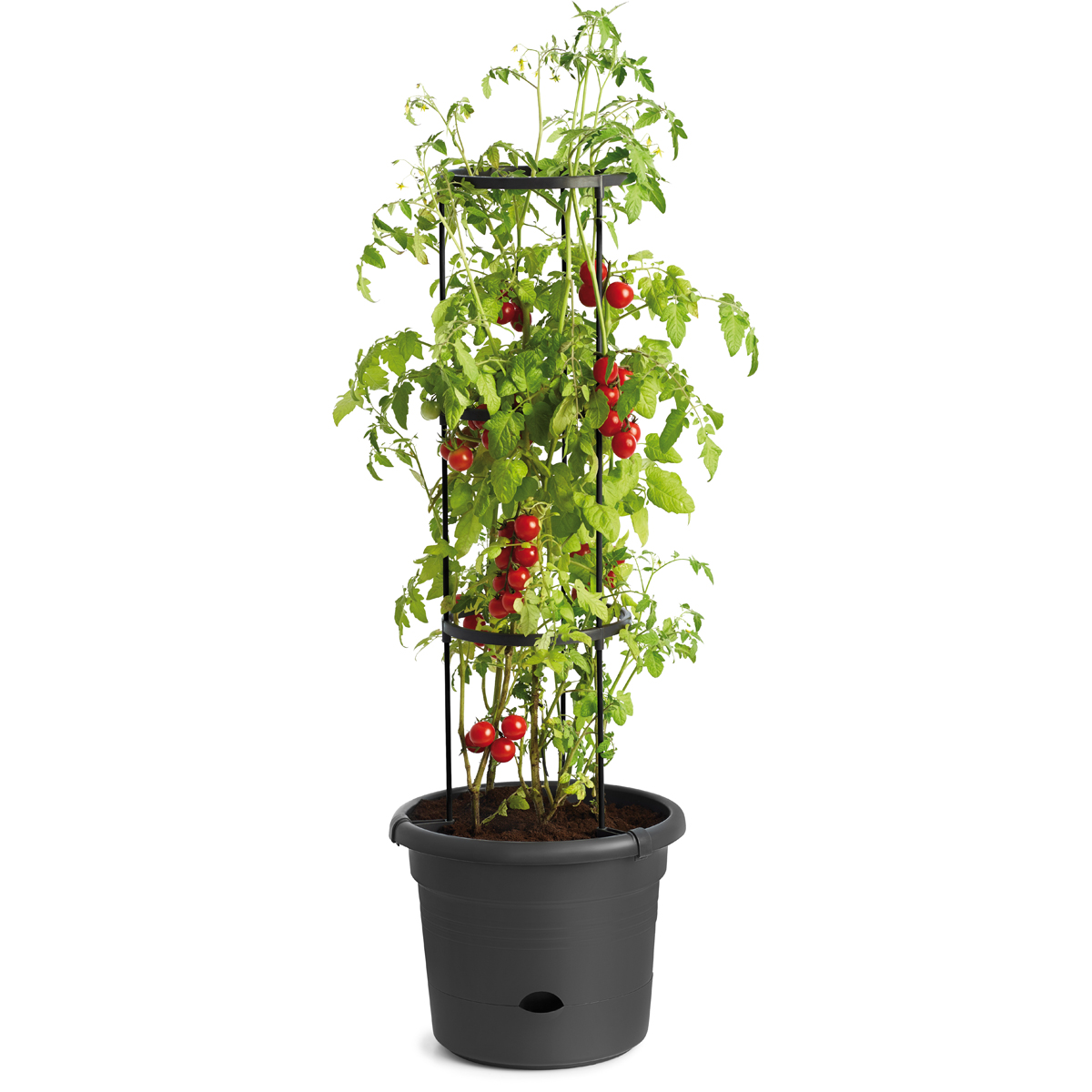 Tomatenpflanze, Tomatenschnitt, Rankhilfe, Topfpflanze, rote Tomaten, Tomatenpflanze, Topfpflanze, Tomaten-Kletterhilfe, rote Tomaten, Gartenpflanze