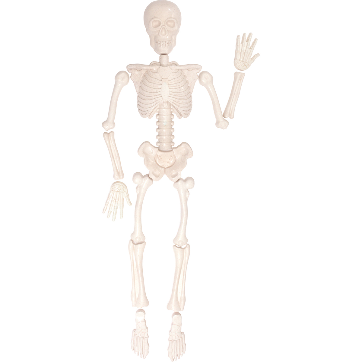 Skelett, Spielzeug, Gehäuse, Knochen, Figur